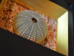 Elafonisi Steinseeigel